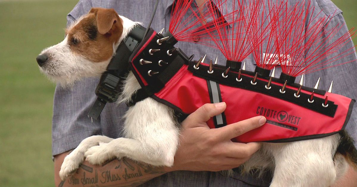 Coyote Vest Security Dog Vest HOT Small Dog Coyote Vest Coyote