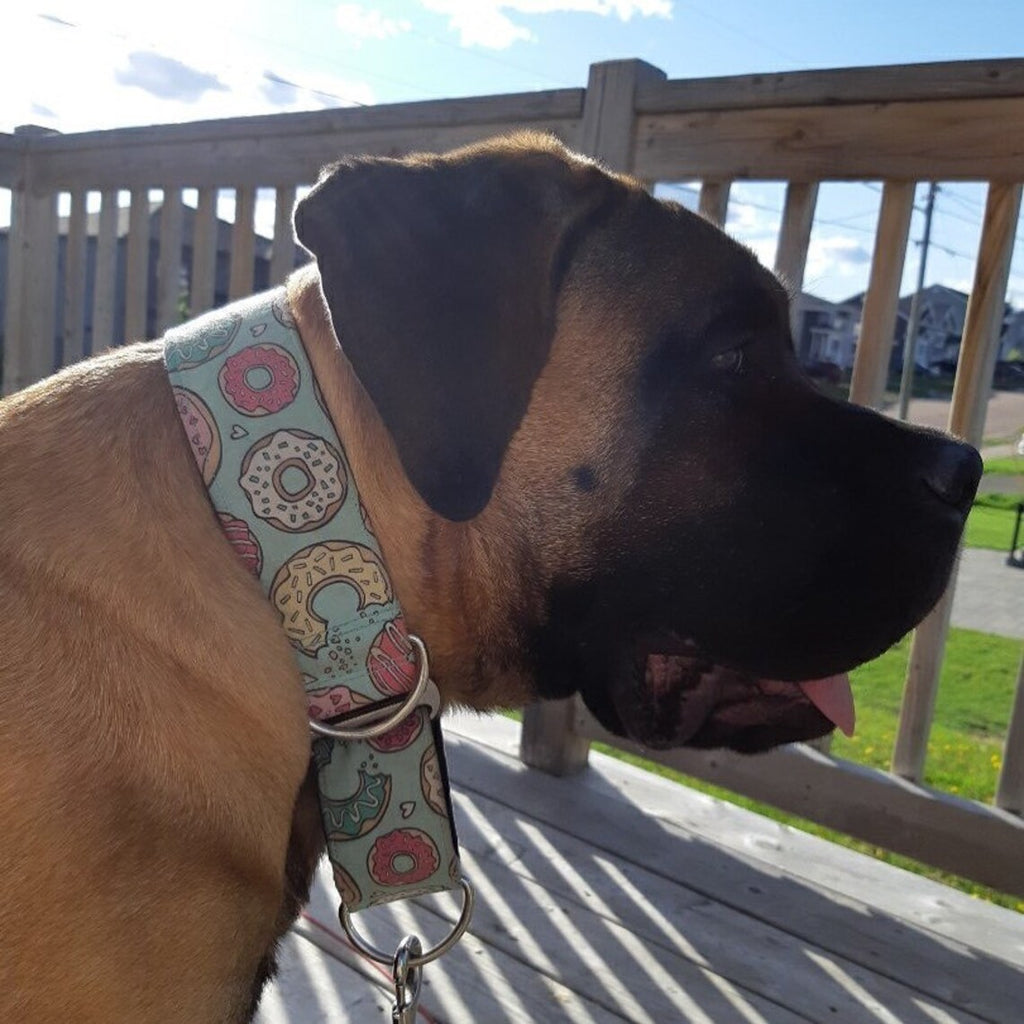 NEW! Large Dog "D'Oh Nuts" - Hybrid Martingale & Buckle Collar