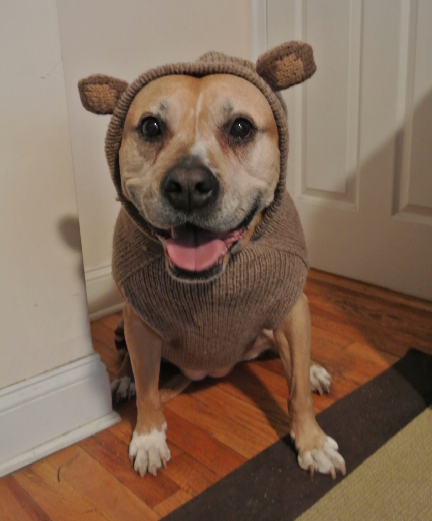 Large Dog Wool Sweater - "Monkey Hoodie"