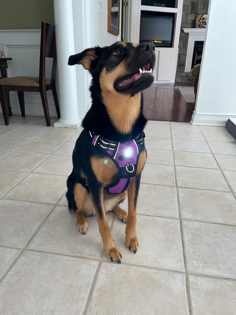 Headlight Harness for Large Dogs