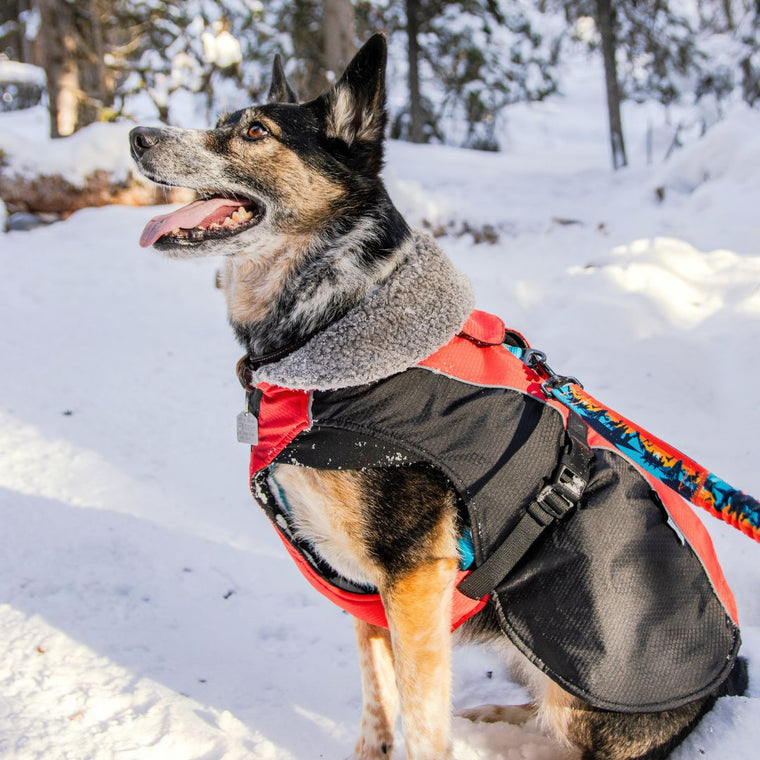 Glacier Insulated Dog Parka for Large Dogs from Rocky Mountain Dog