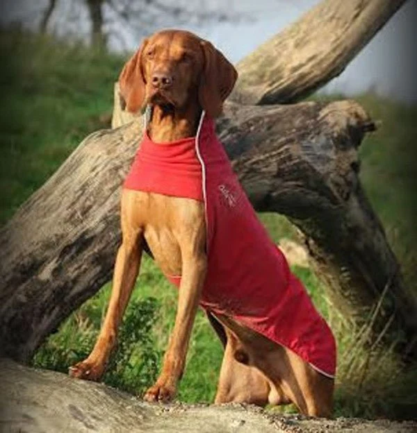 "Rain Slicker" by Chilly Dogs for Long and Lean dogs- FINAL SALE