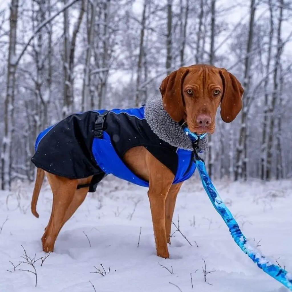 Glacier Insulated Dog Parka for Large Dogs from Rocky Mountain Dog