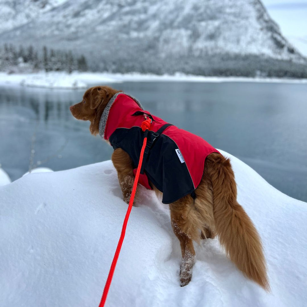Glacier Insulated Dog Parka for Large Dogs from Rocky Mountain Dog