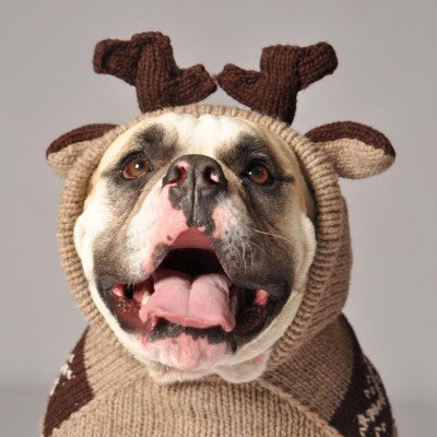 Large Dog Wool Sweater - "Moose Hoodie"