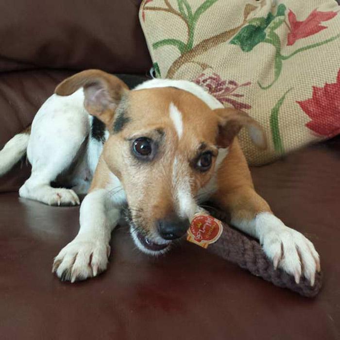 A Doggie Stoggie - Braided Cotton Rope Toy