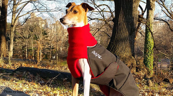 Winter Dog Coat--Great White North--Red/Blk