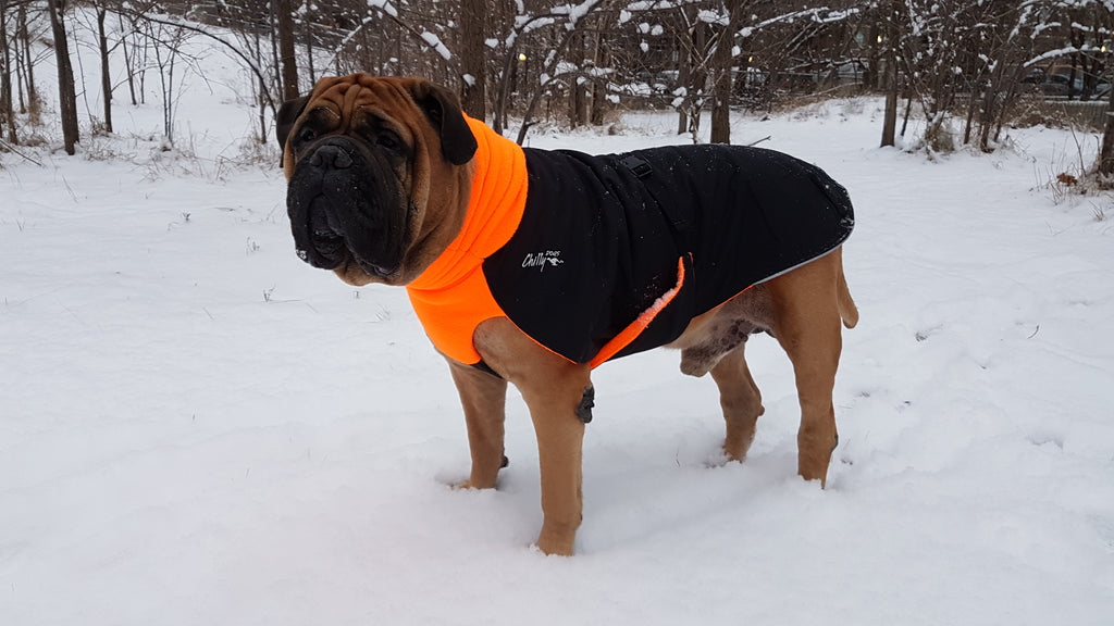 Large Dog Winter Coat - "Great White North" by Chilly Dogs