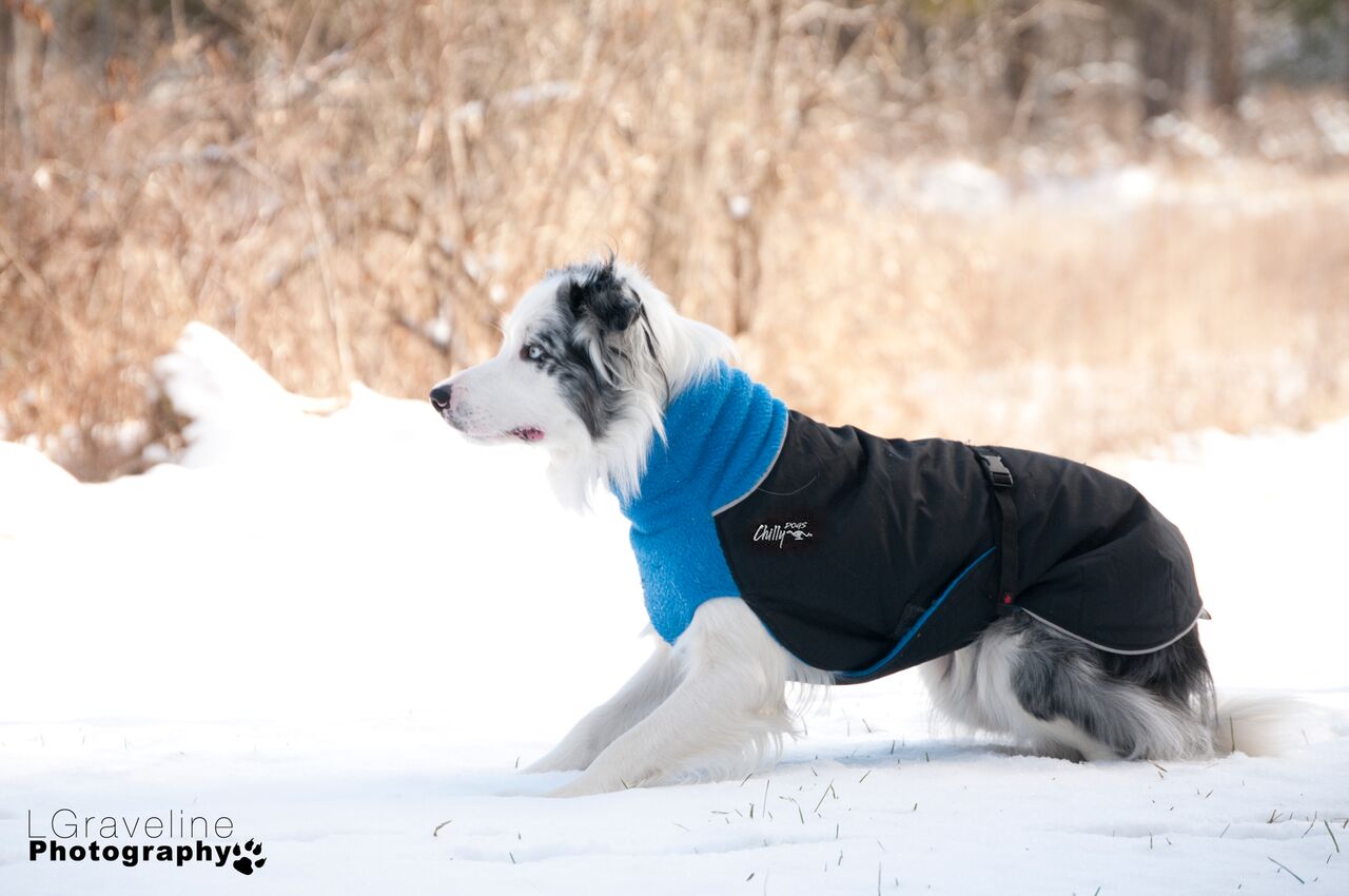 Great white north clearance dog coat