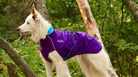 Large Dog Spring/Fall Coat - "Trail Blazer" by Chilly Dogs - FINAL SALE