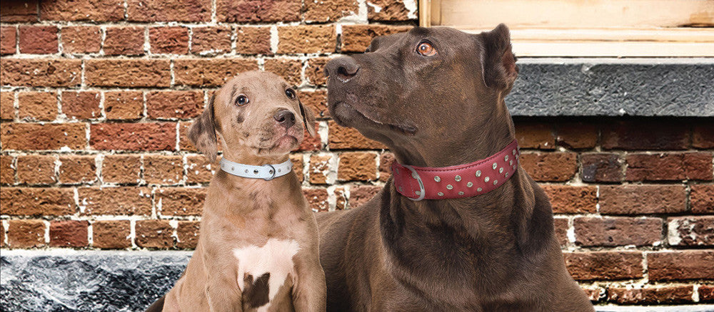 Rhinestone Leather Collar